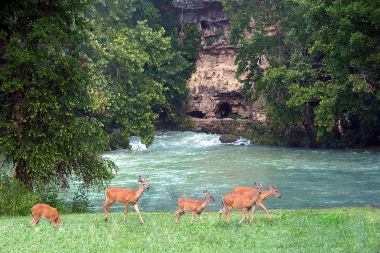 Know Before You Go: Big Spring National Park - Van Buren Chamber of ...